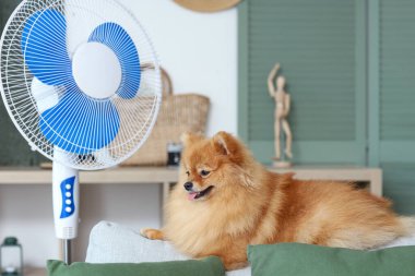 Oturma odasındaki kanepede elektrikli vantilatörlü şirin Pomeranya salyası.