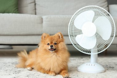 Oturma odasındaki halının üzerinde elektrikli vantilatörlü şirin Pomeranya tükürüğü.