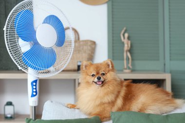 Oturma odasındaki kanepede elektrikli vantilatörlü şirin Pomeranya salyası.