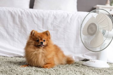 Yatak odasında yerde duran elektrikli vantilatörlü şirin Pomeranya tükürüğü.