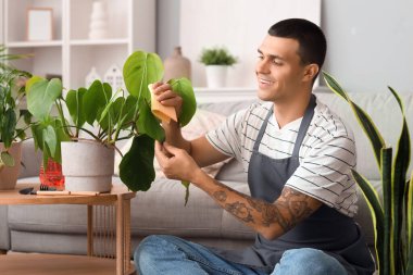 Erkek bahçıvan evde bitki yaprağı siliyor.