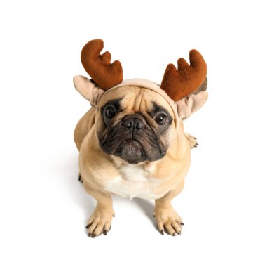Beyaz arka planda izole edilmiş Noel geyiği boynuzları içinde sevimli pug köpeği.