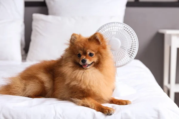 stock image Cute Pomeranian spitz with electric fan lying on bed in room