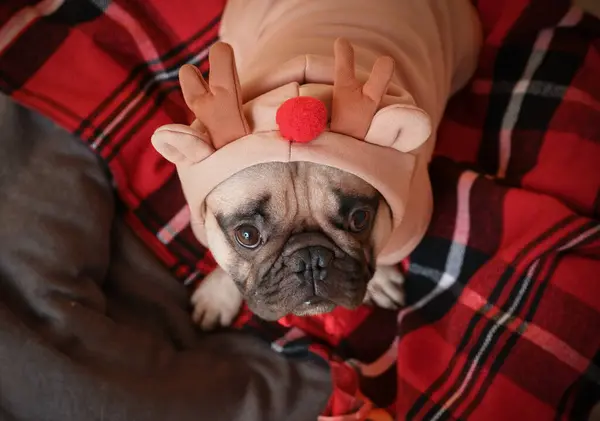 Cute Pug Dog Christmas Costume Plaid Pet Bed — Stock Photo, Image