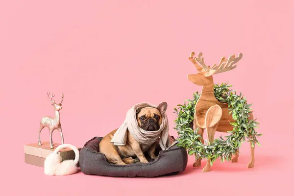 ピンクの背景に対してペットベッドに座っているクリスマスの装飾とかわいいパグ犬 — ストック写真