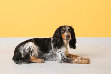 Sarı duvarın yanında yatan sevimli cocker spaniel