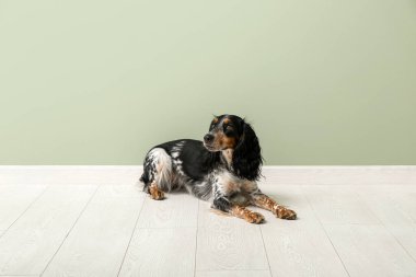 Şirin cocker spaniel yeşil duvarın yanında yatıyor