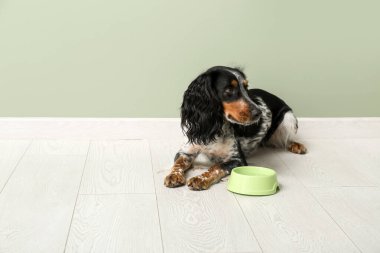 Yeşil duvarın yanında yemek kasesi olan şirin bir cocker spanyel.