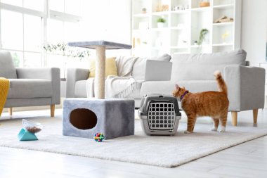 Şirin bir kedi ve evde tırmalama yeri var.