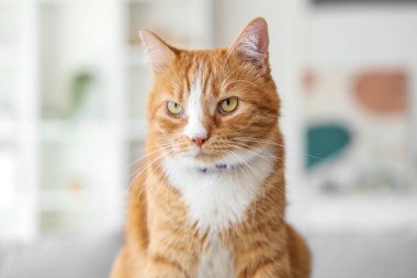 Şirin kedi evde, portre