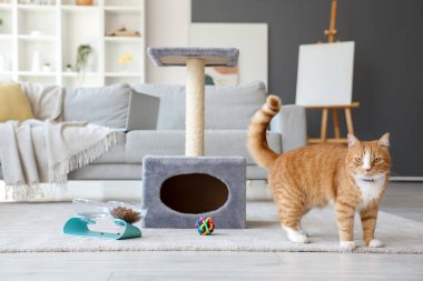 Evinde tırmalayan sevimli bir kedi.
