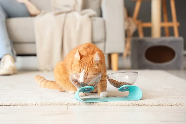 Cute cat eating from bowl at home