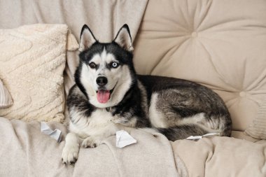 Oturma odasındaki kanepede yırtık kağıtlı yaramaz Husky köpeği.