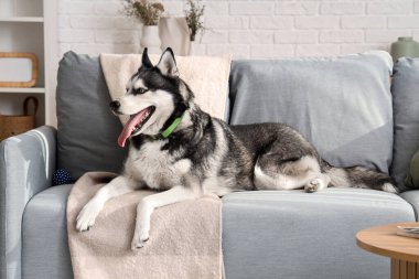 Oturma odasındaki kanepede yatan sevimli Husky köpeği.