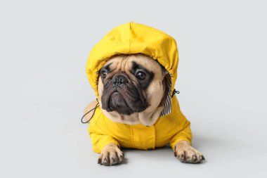 Açık arkaplanda uzanan yağmurluk giymiş sevimli Fransız bulldog.