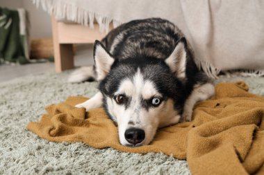 Oturma odasında halıya serilmiş ekoseli şirin Husky köpeği.