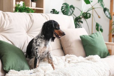 Tatlı cocker spaniel köpek oturma odasında kanepede oturuyor.