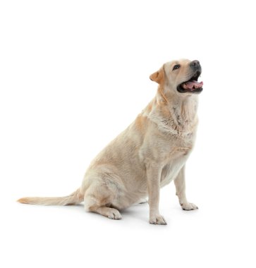 Beyaz arka planda oturan şirin Labrador köpeği.