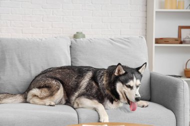 Oturma odasındaki kanepede yatan sevimli Husky köpeği.
