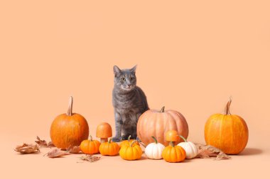 Balkabaklı, mantarlı ve bej arka planda düşmüş yapraklı şirin bir kedi. Şükran Günü kutlaması
