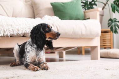 Tatlı cocker spaniel köpek oturma odasında halıda yatıyor.