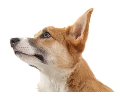 Beyaz arka planda izole edilmiş şirin Corgi köpeği.