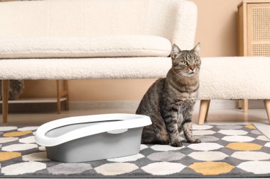 Oturma odasında çöp kutusu olan sevimli bir kedi.