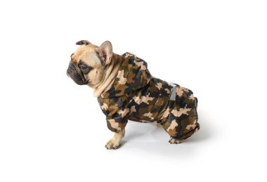 Beyaz arka planda yağmurluk giymiş sevimli Fransız bulldog.