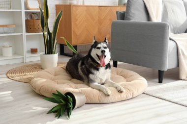 Yaramaz Husky köpeği evcil hayvan yatağında uzanıyor ve oturma odasında saksıyı düşürüyor.