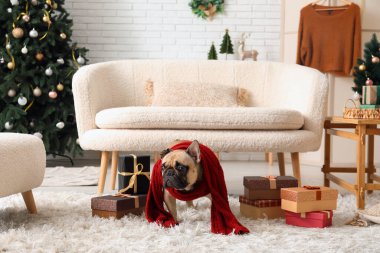 Evde eşarplı ve Noel hediyeli şirin bir köpek.