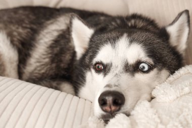 Oturma odasındaki kanepede uzanmış şirin Husky köpeği.