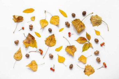 Beyaz arka planda meşe palamudu ve viburnum meyveleriyle sonbahar yaprakları