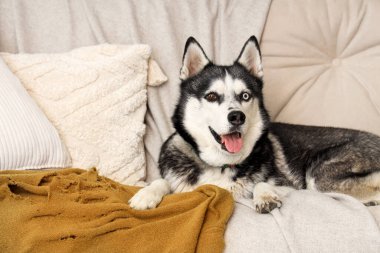 Oturma odasındaki kanepede yatan sevimli Husky köpeği.