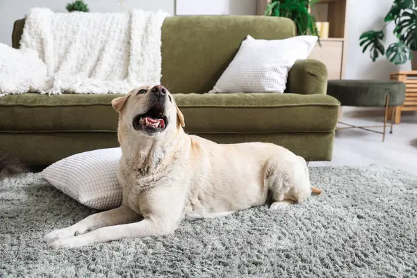 Oturma odasındaki halının üzerinde yatan şirin Labrador köpeği.