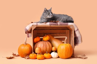 Balkabaklı, mantarlı ve bej arka planda yaprakları olan tahta kutuda şirin bir kedi. Şükran Günü kutlaması