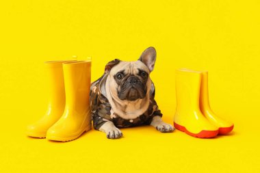 Sarı arka planda çizmeleri olan yağmurluk giymiş şirin bir Fransız bulldog.