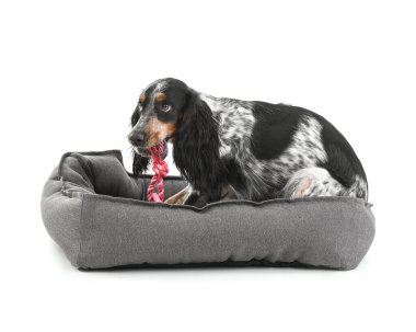Beyaz arka planda evcil hayvan yatağında uzanan sevimli cocker spaniel köpeği.