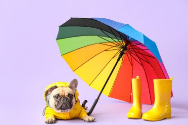 Leylak arkaplanda çizmeleri ve şemsiyesi olan yağmurluk giymiş şirin bir Fransız bulldog.