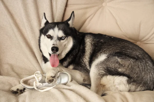 Naughty Husky dog with shoe lying on sofa in living room