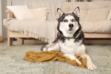 Oturma odasında halıya serilmiş ekoseli şirin Husky köpeği.