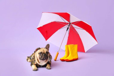 Leylak arkaplanda çizmeleri ve şemsiyesi olan yağmurluk giymiş şirin bir Fransız bulldog.