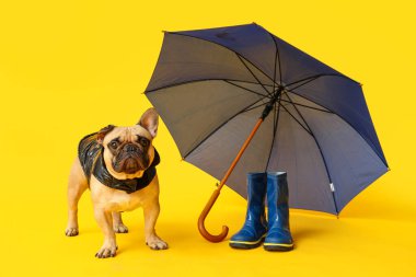 Sarı arka planda şemsiyeli ve çizmeli şirin Fransız bulldog 'u.
