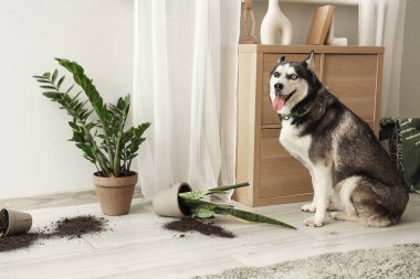 Yaramaz Husky köpeği ve düşmüş saksı oturma odasında