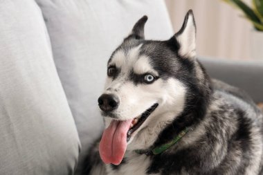 Oturma odasındaki kanepede yatan sevimli Husky köpeği.