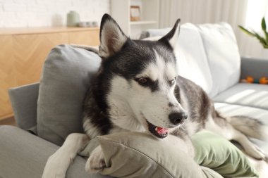Oturma odasındaki kanepede uzanmış şirin Husky köpeği.