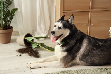 Yaramaz Husky köpeği ve düşmüş saksı oturma odasında