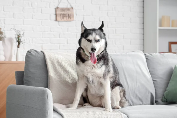 Cute Husky dog on sofa in living room
