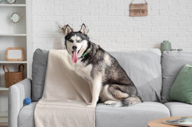 Oturma odasındaki kanepede oturan sevimli Husky köpeği.