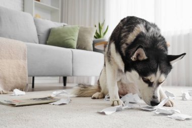 Oturma odasında yırtık kağıtlı yaramaz Husky köpeği.