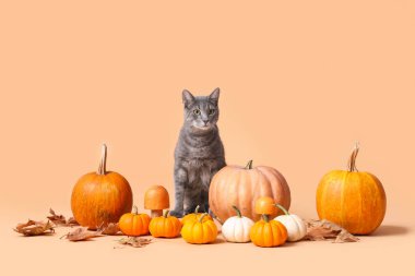 Balkabaklı, mantarlı ve bej arka planda düşmüş yapraklı şirin bir kedi. Şükran Günü kutlaması